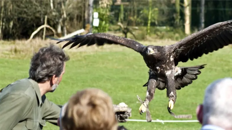Eagles Flying
