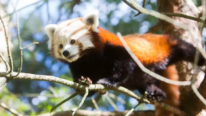Fota Wildlife Park