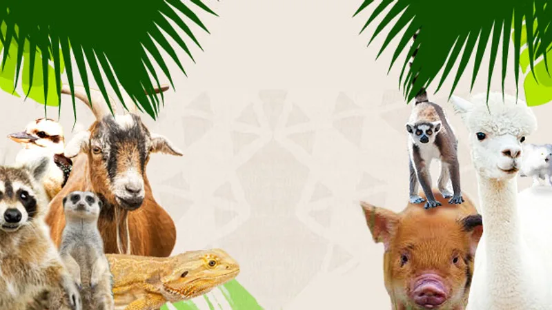 Ardmore Open Farm & Mini Zoo