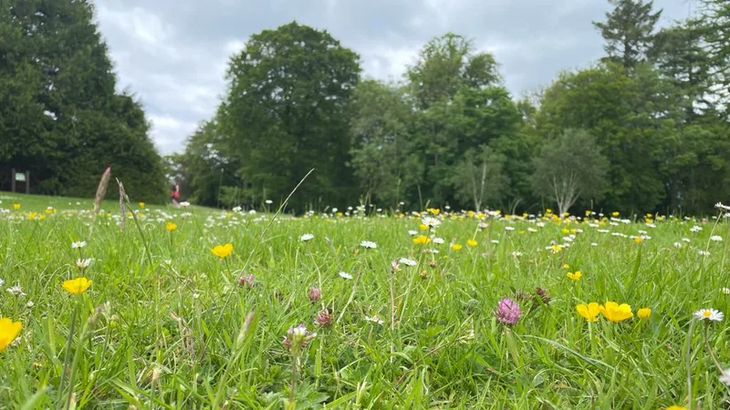 Curraghchase Forest Park