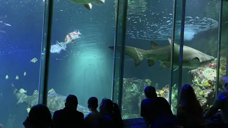 Dingle Oceanworld Aquarium