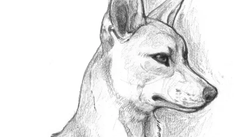 Introduction to Drawing Animals with Rosie Harel-Dore