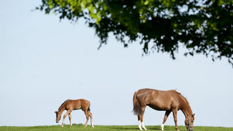 Irish National Stud & Japanese Gardens
