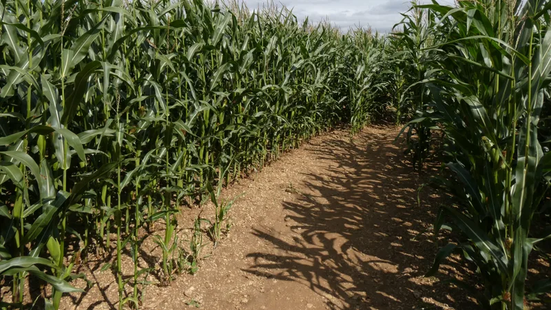 Maize Maze at Dealgrove Farm