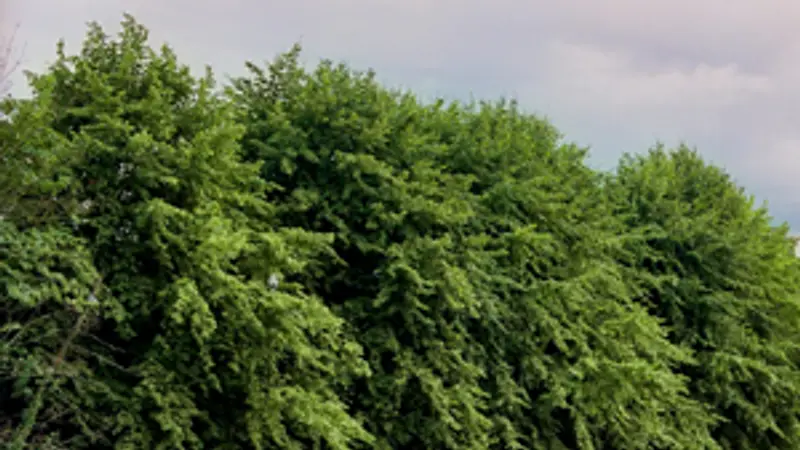 Moore Abbey Woods
