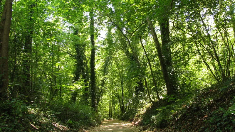Oak Park Forest Park