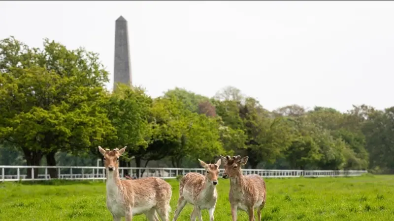 Phoenix Park Homeschool Meet-Up