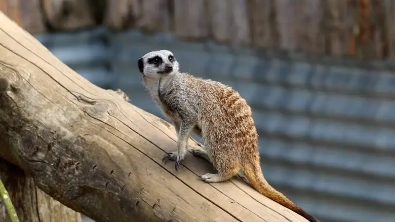 Secret Valley Wildlife Park