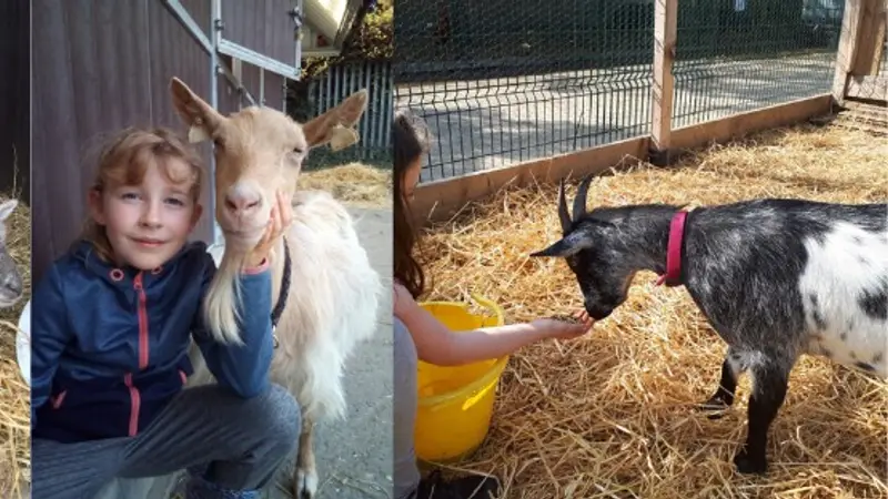 St Anne's City Farm